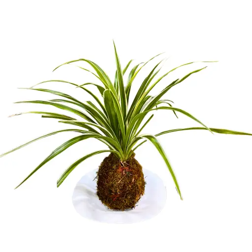 PLANTA KOKEDAMA LAZO DE AMOR III